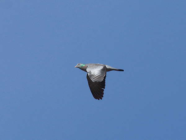 Uuttukyyhky, Stock Dove, Columba oenas